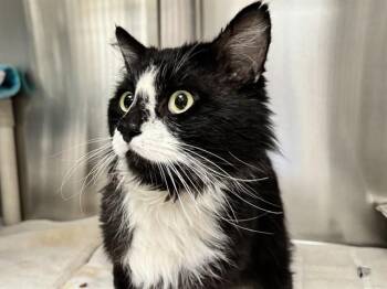 Domestic Long Hair Cats Available for Adoption in Pueblo, Colorado - LEOPOLD | PetCurious
