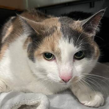 Winifred -  Domestic Medium Hair and Mixed Breed Cat Available for Adoption in Oak Park, Illinois - Winifred | PetCurious