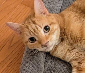 Rescue Domestic Short Hair Cats for Adoption - Luey | PetCurious