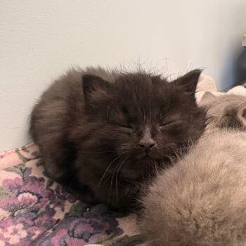 Cash -  Domestic Medium Hair Cat for Adoption in Clavet, Saskatchewan - Cash | PetCurious