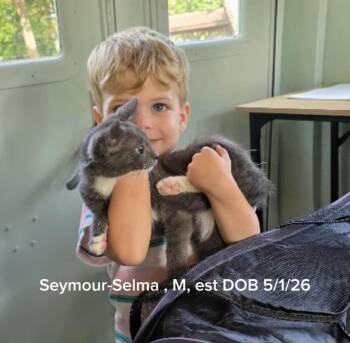 Seymour -  Domestic Short Hair Cat for Adoption in Shrewsbury, Massachusetts - Seymour | PetCurious