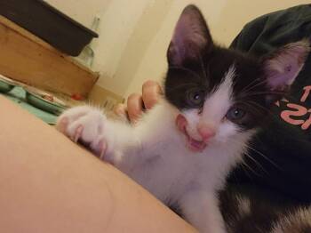 Breeze G. -  Domestic Short Hair Cat for Adoption in West Peoria, Illinois - Breeze G. | PetCurious