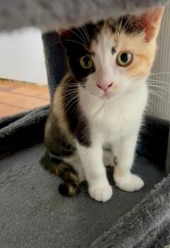 Widget -  Domestic Short Hair Cat for Adoption in Aurora, Colorado - Widget | PetCurious