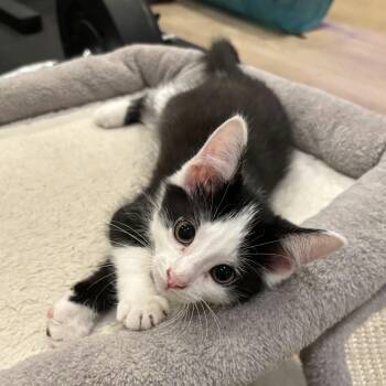 Shortfin -  Domestic Short Hair Cat for Adoption in Martinsville, Indiana - Shortfin | PetCurious