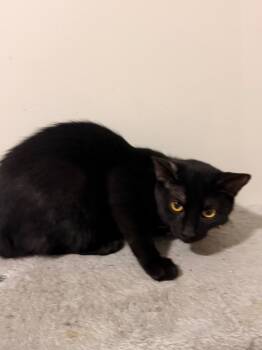 Rescue Domestic Short Hair Cats for Adoption in Newnan, Georgia - *Marla | PetCurious