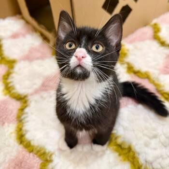 Luigi -  Domestic Short Hair Cat Available for Adoption in Agoura Hills, California - Luigi | PetCurious