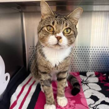 TJ -  Domestic Short Hair Cat for Adoption in Sarasota, Florida - TJ | PetCurious