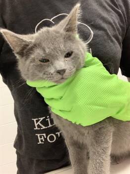 Domestic Short Hair Cats Available for Adoption in Indianapolis, Indiana - SAMMY | PetCurious