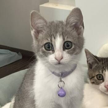 Domestic Short Hair Cats Available for Adoption in Charlotte, North Carolina - Menehune (Hawaiian Kittens) | PetCurious