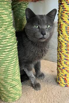 Sassafras -  Domestic Short Hair Cat for Adoption in Dublin, Ohio - Sassafras | PetCurious