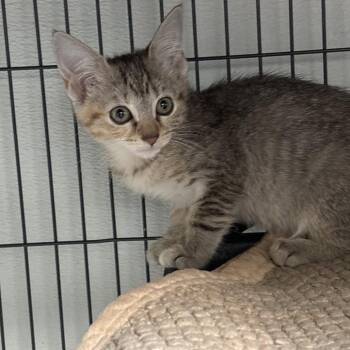 Seed -  Domestic Short Hair Cat for Adoption in Dallas, Texas - Seed | PetCurious