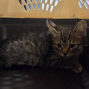 Angel -  Domestic Short Hair Cat for Adoption in Brentwood, Missouri - Angel | PetCurious