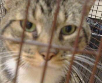 A926011 -  Domestic Short Hair Cat for Adoption in Sacramento, California - A926011 | PetCurious