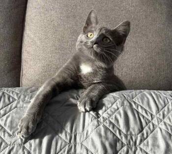 Rescue Domestic Short Hair Cats for Adoption in Mississauga, Ontario - Ash | PetCurious