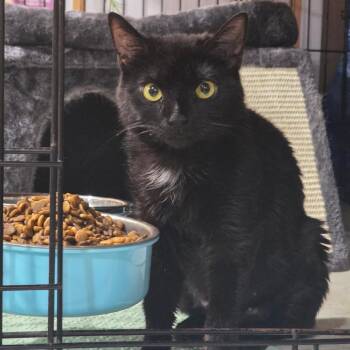 0626-136 Persephone -  Domestic Short Hair Cat for Adoption in Abingdon, Maryland - 0626-136 Persephone | PetCurious
