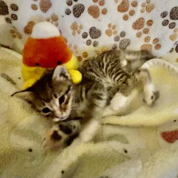 Rossi -  Domestic Short Hair Cat for Adoption in Moses Lake, Washington - Rossi | PetCurious