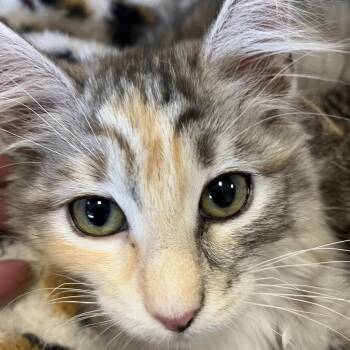 Anok -  Domestic Long Hair Cat for Adoption in Pendleton, Oregon - Anok | PetCurious