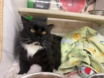 Dellwood -  Domestic Long Hair Cat for Adoption in Cleveland, Ohio - Dellwood | PetCurious