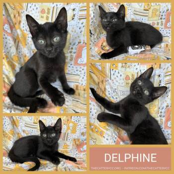 Delphine -  Domestic Short Hair Cat for Adoption in Corpus Christi, Texas - Delphine | PetCurious