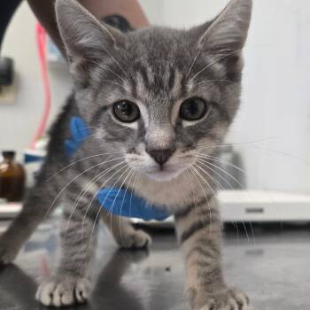 Lindsay -  Domestic Short Hair Cat for Adoption in San Jacinto, California - Lindsay | PetCurious