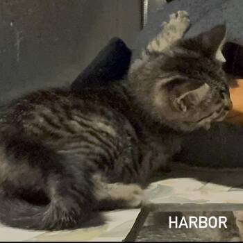 Domestic Short Hair Cats Available for Adoption in League City, Texas - Harbor | PetCurious