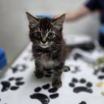 Domestic Long Hair Cats Available for Adoption in Incline Village, Nevada - Robe | PetCurious