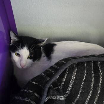 Belma Mexico -  Domestic Short Hair Cat for Adoption in Denver, Colorado - Belma Mexico | PetCurious