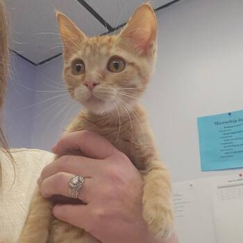 Fred -  Domestic Short Hair Cat for Adoption in Spokane, Washington - Fred | PetCurious