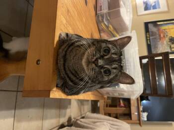 Rescue Domestic Short Hair Cats for Adoption in San Antonio, Texas - Tabby | PetCurious