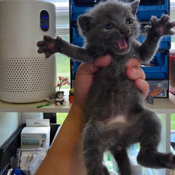 Ranch -  Domestic Short Hair Cat for Adoption in Chapel Hill, North Carolina - Ranch | PetCurious