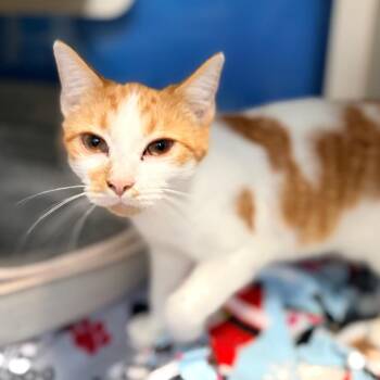 Florence -  Domestic Short Hair Cat for Adoption in Aldie, Virginia - Florence | PetCurious