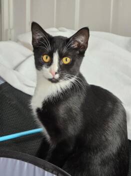 Taz -  Domestic Short Hair Cat for Adoption - Taz | PetCurious