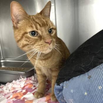 Domestic Short Hair Cats Available for Adoption - Nacho | PetCurious