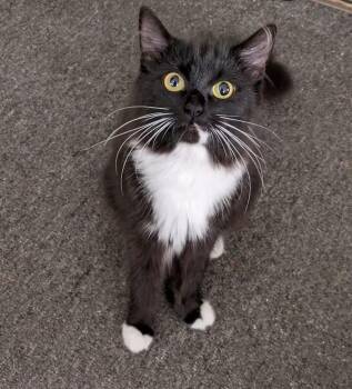 Penelope Pussycat -  Tuxedo Cat for Adoption in Monterey, Virginia - Penelope Pussycat | PetCurious