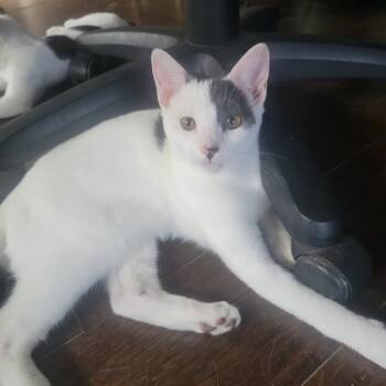 Rescue Domestic Short Hair Cats for Adoption in Costa Mesa, California - Mousey | PetCurious