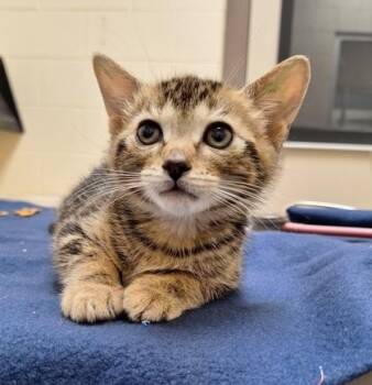 Domestic Short Hair Cats Available for Adoption in Westland, Michigan - Alligator | PetCurious