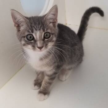 Rescue Domestic Short Hair Cats for Adoption in Portland, Texas - Piper | PetCurious