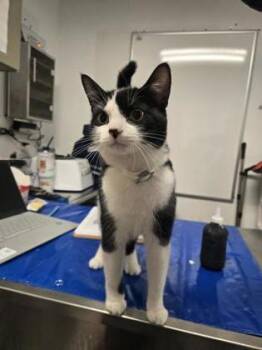 Whatever -  Domestic Short Hair Cat for Adoption in West Chester, Pennsylvania - Whatever | PetCurious
