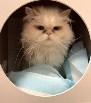 Roshan -  Persian Cat for Adoption in Pottsville, Pennsylvania - Roshan | PetCurious