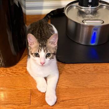 Mosquito -  Domestic Short Hair Cat for Adoption in Gibsonia, Pennsylvania - Mosquito | PetCurious