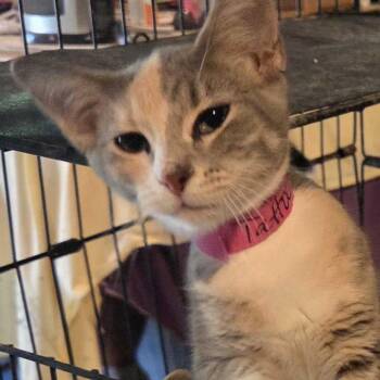Tattoo -  Domestic Short Hair Cat for Adoption in Hanna City, Illinois - Tattoo | PetCurious