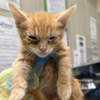Domestic Short Hair Cats Available for Adoption in Las Vegas, Nevada - JERRY | PetCurious