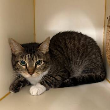 Bernie -  Domestic Short Hair Cat for Adoption in Tulsa, Oklahoma - Bernie | PetCurious