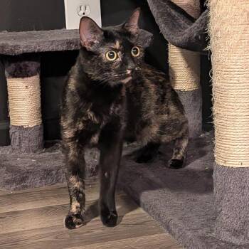Sabrina C12273 -  Domestic Short Hair Cat for Adoption - Sabrina C12273 | PetCurious