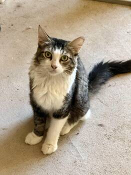 Lala -  Domestic Medium Hair Cat for Adoption in Marana, Arizona - Lala | PetCurious