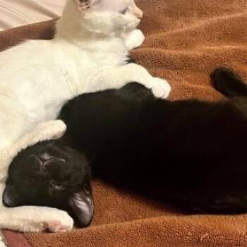 Dudley -  Domestic Short Hair Cat for Adoption in Los Angeles, California - Dudley | PetCurious