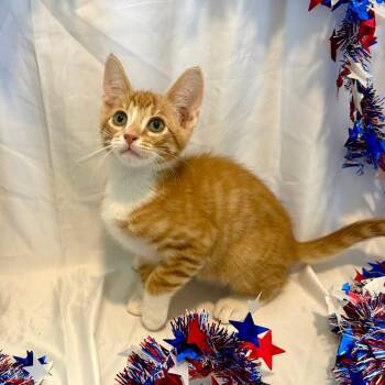 Ziggy -  Domestic Short Hair Cat for Adoption in San Tan Valley, Arizona - Ziggy | PetCurious