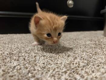 Domestic Short Hair Cats Available for Adoption - Beanie | PetCurious