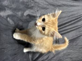 Rescue Domestic Short Hair Cats for Adoption in Tucson, Arizona - Axl | PetCurious