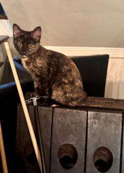 Rescue Domestic Short Hair Cats for Adoption in Nashville, Tennessee - Gerti | PetCurious